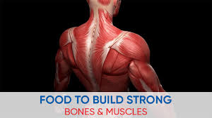 See the pictures and anatomy description of knee joint bones, cartilage, ligaments, muscle and tendons with resources for knee problems & injuries. 10 Must Have Food Items For Building Strong Bones And Muscles Laser Treatment In Islamabad Karachi Peshawar