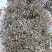 Image result for Lycium mascarenense