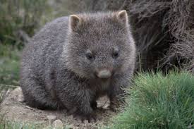 Common Wombats Are A Solitary Territorial Species With Each Wombat Having An Established Range In Which It Lives Baby Wombat Australian Animals Baby Opossum