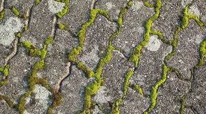 We did not find results for: Eliminer La Mousse Sur Une Terrasse Cote Maison