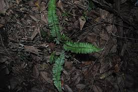 Image result for Asplenium actiniopteroides