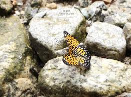 Here's a list of ideas! Sikkim Rare Butterfly Species Sighted In Dzongu For First Time