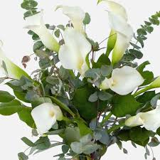 Check spelling or type a new query. White Calla Lily Bouquet Flower Delivery Nyc Plantshed Com