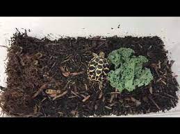 Indian Star Tortoise Care Sheet Diet Habitat Lifespan Size Setup