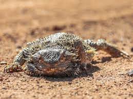 Why Did My Bearded Dragon Died 12 Common Reasons Vivo Pets