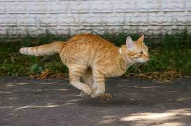 Image result for images for the cat ran out the door