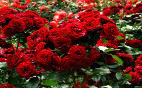 Use them in commercial designs under lifetime, perpetual & worldwide rights. Red Rose Flower Garden Wallpapers Wallpaper Cave