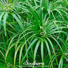 Image result for Cyperus zollingeri