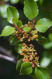 Image result for Rinorea ilicifolia