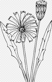Deze kleurplaat is gepubliceerd op 01/04/2014 in de categorie: Wildflower Tekening Paardebloem Paardebloem Kunstwerk Zwart En Wit Png Pngegg