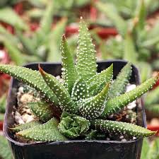 Image result for Steganotaenia hockii