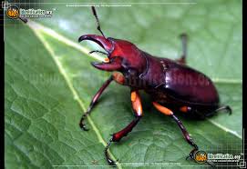 With brilliant colors, the northern copperhead is a beautiful serpent. Stag Beetle Lucanus Capreolus