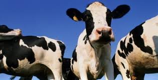 Cow S Milk Is The Perfect Food For Baby Calves Not For Humans My Animal Animals Dairy Cows