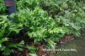 Image result for Microsorum punctatum
