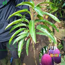 Tanaman mimba mempunyai beberapa kegunaan. Bibit Pohon Mangga Irwin Tinggi 1 Meter Ibad Garden