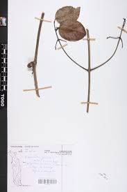 Image result for Hippocratea africana