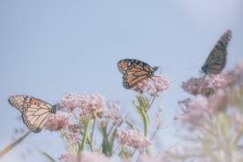 Monarch butterflies will not be protected under the endangered species act this year, the u.s. Pin On Which Witch The Hangman S Beautiful Daughter Aesthetic Desktop Wallpaper Desktop Wallpaper Art Nature Aesthetic