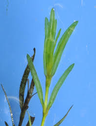 Image result for Najadaceae