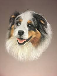 Australian Sherphad Berger Australien Pastel Peinture Animaliere Dog Art Art Animalier Animal Art Dessin Chien Peintures Animalieres Dessin D Animal