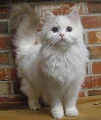 Albino Cats Are Not Simply White Cats Here S Everything You Need To Know About Albino Kitties Fluffy Cat Breeds Pretty Cats Beautiful Cats