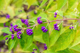 How To Grow and Care For Beautyberry
