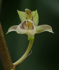 Image result for Eulophia longisepala