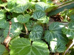 有機農業ニュースクリップ A Twitter いろいろな植物の葉が枯れてくる中 いつも緑のユキノシタ 和名は 雪が積もっても緑色であることとか 葉の白い斑を雪に見立てたとする説もある 湿った半日陰地の岩場などに自生する常緑の多年草 天ぷらなどで食べる
