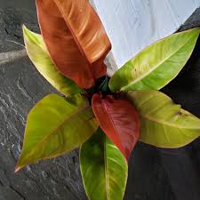 Image result for Filodendron Philodendron