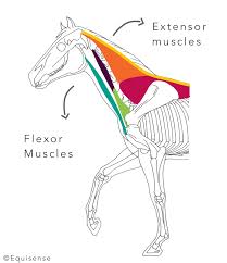 Flexion vs extension soft tissue lateral neck , w. Building Neck Muscles Piece Of Cake Equisense Blog