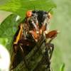 Cicada sounds and sound effect for download. 1