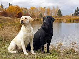 Labrador Retrievers Wallpapers Labrador Retriever Labrador Dog Black Labrador Retriever