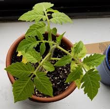 Check spelling or type a new query. Why Are My Indeterminate San Marzano Tomato Plant S Leaves Turning Yellow Gardening Landscaping Stack Exchange