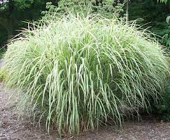 Variegated Japanese Silver Grass Sunnyside Gardens Ornamental Grasses Tall Ornamental Grasses Best Ornamental Grasses
