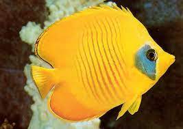 El Pez Mariposa Peces De Agua Salada Peces De Colores Peces De Mar