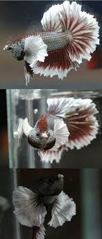 808 Roter Dumbo Rude 808 Dumborude Roter Aquarienfische Kampffisch Aquarium Fische