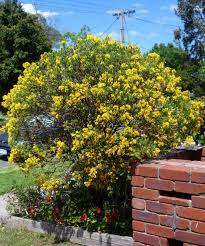 Image result for Genista