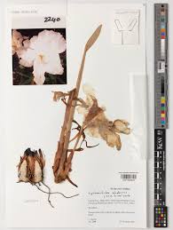 Image result for Siphonochilus