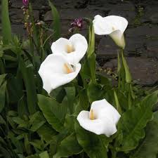 Image result for Zantedeschia aethiopica