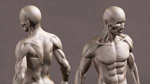 See more ideas about anatomy reference, anatomy, male. Action Figures 11 Inch Anatomical Reference For Artists Male Anatomy Figure Grey Platforce Org