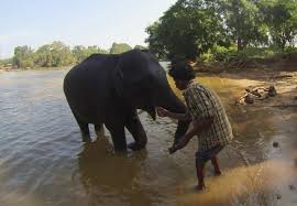 Facebook video cover photos have become popular marketing tools for brands over the past few years. Bathing Elephants In India Dubare Elephant Camp Hippie In Heels