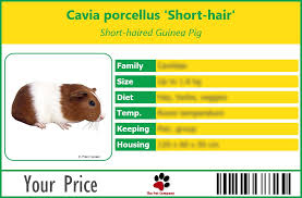 They are stuffing is a naturally absorbent materials. Pet Label Gallery Rodents Cavia Porcellus Short Hair Short Haired Guinea Pig
