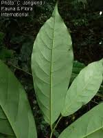 Image result for Annickia ambigua