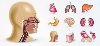 Cuerpo humano organos imágenes y fotos de stock. 9 Organos Del Cuerpo Humano Vectorizados Creativos Online