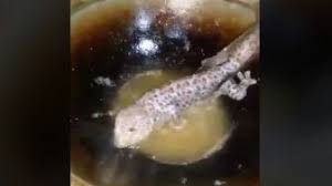Kumpulan Berita Cicak Hiiiy Orang Ini Temukan Cicak Di Minuman Boba Settingan