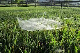 Ohio has over 600 different species of spiders, but there are a few common spiders that can be found on your lawn or in your home when fall begins. Ohio S Natural Enemies Funnel Weaver Spiders Ohioline