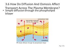 Apr 28, 2017 · simple diffusion definition. 3 6 How Do Diffusion And Osmosis Affect Transport Across The Plasma Membrane Simple Diffusion Through The Phospholipid Bilayer Fig 3 7a Simple Diffusion Ppt Download