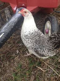 Birds With White Heads And Brown Bodies Pin By Wesleywilbanks On Chicken Breeds N Ideas Chicken Breeds Black Dots Breeds