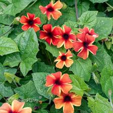 Image result for Thunbergia reticulata