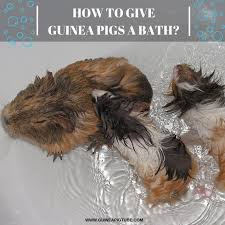 Pin On Guinea Pig Care