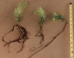 Check spelling or type a new query. Root Trees Shrubs Plants And Flowers Using Aeroponics